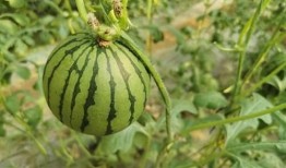 红色小瓜怎么吃,探索美味与营养的完美结合