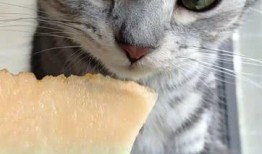 猫咪在线吃瓜视频,猫咪在线观看吃瓜视频，萌态十足