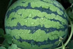 甜子吃瓜,揭秘娱乐圈背后的甜蜜与苦涩