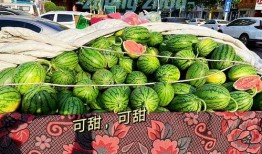 郑州示范吃瓜,一场别开生面的“吃瓜”盛宴