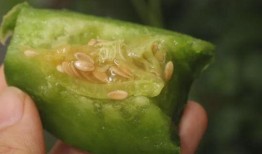 吃绿宝瓜视频,一窥视频中的清新滋味