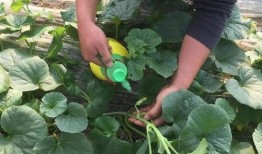 吃瓜齁到嗓子了,回味无穷，齁到嗓子眼儿的甜蜜诱惑