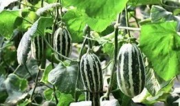 mt蜜糖吃瓜,揭秘网红吃瓜背后的甜蜜诱惑