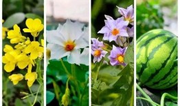 油菜花吃瓜,探寻田园风光中的生态和谐