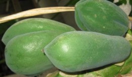 吃瓜可复美,揭秘可复美，让你轻松应对各种“瓜”场