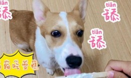 狗吃佛山瓜,探寻美食之旅