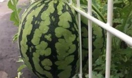 快速学习夏天吃瓜,瓜果飘香——夏日吃瓜攻略大揭秘