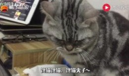 猫游戏吃瓜