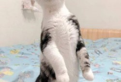 猫咪在线吃瓜视频,猫咪在线观看吃瓜视频，萌态十足