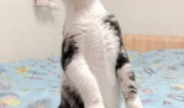 猫咪在线吃瓜视频,猫咪在线观看吃瓜视频，萌态十足