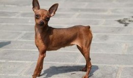 小鹿犬吃瓜,小鹿犬的瓜田奇遇记