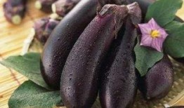 角瓜和茄子能一起吃吗,探究两者能否共食的奥秘