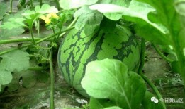 林大人吃大瓜,揭秘娱乐圈幕后风云