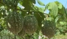 博白吊瓜怎么吃,美味多汁，轻松享用的健康佳品