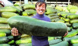 内脏被吃的瓜,揭秘内脏被吃的神秘瓜果之谜