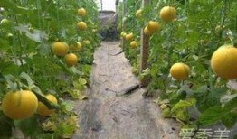 减肥只吃伊丽莎白瓜,一瓜当道，轻松瘦身