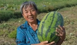 墩墩吃的什么瓜,探寻夏日美味瓜果的秘密