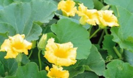 瓜花花蕊可以吃吗,美味还是禁忌？揭秘其食用之谜
