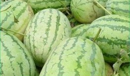 早上西瓜中午正常吃晚上吃瓜