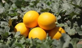 绿洲时间吃瓜,瓜田里的欢乐时光