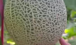 吃海南玲珑瓜,舌尖上的热带风情