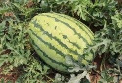 吃大园的瓜,探寻乡村田园生活之美