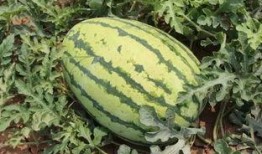 吃大园的瓜,探寻乡村田园生活之美