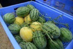 最新免费吃瓜群,畅享热门资讯，轻松成为娱乐圈知情者