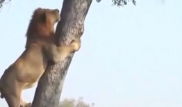 为了吃瓜爬上树