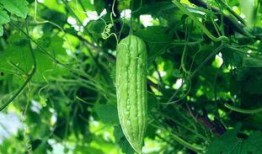 天天吃别人瓜,揭秘“天天吃别人瓜”的社交现象