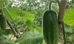 丰雷瓜可以连皮吃,连皮食用更美味