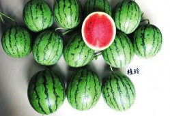 吃瓜王俏俏南宁,揭秘网红美食背后的故事