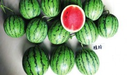 吃瓜王俏俏南宁,揭秘网红美食背后的故事