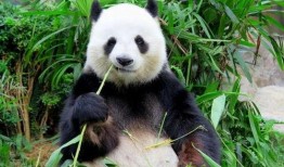 一个吃瓜神经病熊喵,一场荒诞的瓜界盛宴