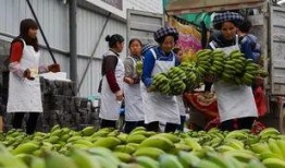 册亨县吃瓜,探寻当地特色美食之旅