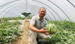 麒麟瓜挖着吃,尽享夏日清新滋味