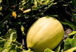 刺痛吃瓜,揭秘娱乐圈背后的真相与八卦