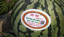 吃瓜主题拍摄,揭秘娱乐圈那些鲜为人知的幕后故事