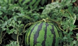 可以吃的瓜名称,盘点那些美味可口的瓜类美食