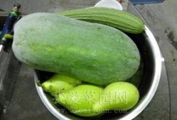 这天吃瓜得劲凉,吃瓜解暑，感受清凉一夏的乐趣