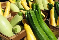 专吃苗的瓜,专吃苗的瓜的独特魅力