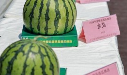 新疆吃瓜搭子,吃瓜搭子欢乐集结