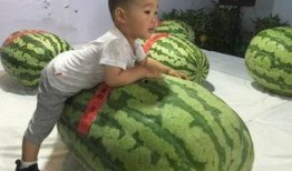 莒县吃瓜事件,一场引发社会热议的“瓜农维权”风波