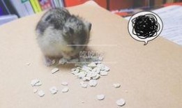 仓鼠吃瓜盆,瓜盆里的仓鼠美食时光