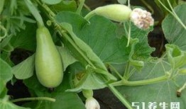 糖尿病人吃老瓜好吗,糖尿病人群食用老瓜的适宜性探讨