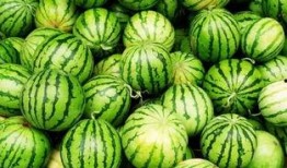 白爷爷吃瓜,白爷爷的夏日吃瓜趣事