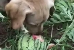 地里还有多少瓜可以吃