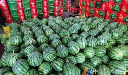 宁波云龙镇吃瓜,瓜果飘香，夏日里的甜蜜时光