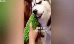 大哈吃瓜,揭秘娱乐圈幕后故事