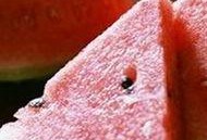 孕期可以吃瓜尘,瓜果飘香，营养满满